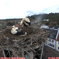 05_20-nest.jpg