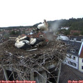 05_25-nest.jpg