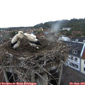 05_35-nest.jpg