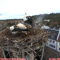 05_40-nest.jpg
