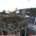 05_45-nest.jpg