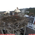 05_50-nest.jpg