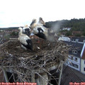 05_55-nest.jpg