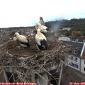 06_00-nest.jpg