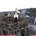06_05-nest.jpg