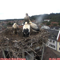 06_10-nest.jpg