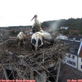06_15-nest.jpg