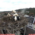 06_20-nest.jpg