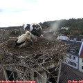 06_25-nest.jpg