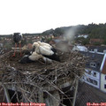 06_30-nest.jpg