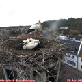 06_35-nest.jpg