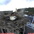 06_45-nest.jpg