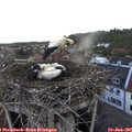 06_50-nest.jpg