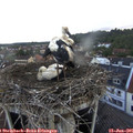 06_55-nest.jpg