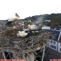 07_00-nest.jpg