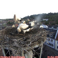 07_05-nest.jpg