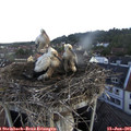 07_10-nest.jpg