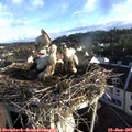 07_15-nest.jpg