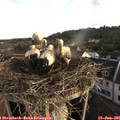 07_20-nest.jpg