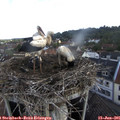 07_25-nest.jpg