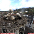 07_30-nest.jpg