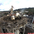 07_35-nest.jpg