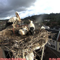 07_40-nest.jpg