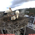 07_45-nest.jpg