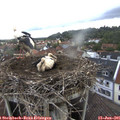 07_50-nest.jpg