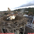 07_55-nest.jpg