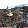 08_00-nest.jpg