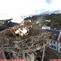 08_05-nest.jpg