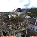 08_10-nest.jpg