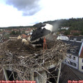 08_15-nest.jpg