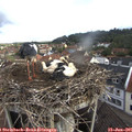 08_20-nest.jpg