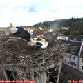 08_30-nest.jpg