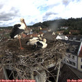 08_35-nest.jpg