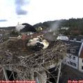 08_40-nest.jpg