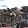 08_45-nest.jpg
