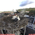 08_50-nest.jpg