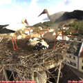 09_05-nest.jpg