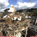 09_10-nest.jpg