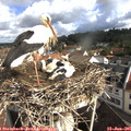 09_15-nest.jpg