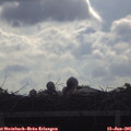 09_20-mast.jpg