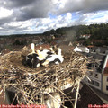 09_20-nest.jpg