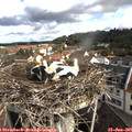 09_25-nest.jpg