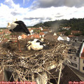 09_30-nest.jpg