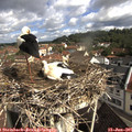 09_35-nest.jpg