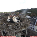 09_40-nest.jpg