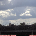 09_45-mast.jpg